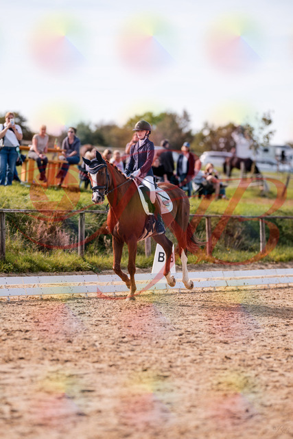 2026_10_03_Siefer-Hof_133126_Z81_85290670 | Professionelle Reitsport-, Turnier- und Eventfotografie von Robert Broda. Galerien mit ausgewählten und bearbeiteten Bildern direkt online ansehen und bestellen.