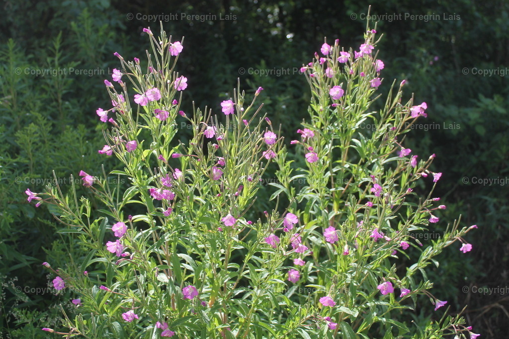 IMG_2746_1 | Fotografiert von Peregrin Lais. Bilder anschauen, 
Formate auswählen und bestellen. - Realisiert mit Pictrs.com