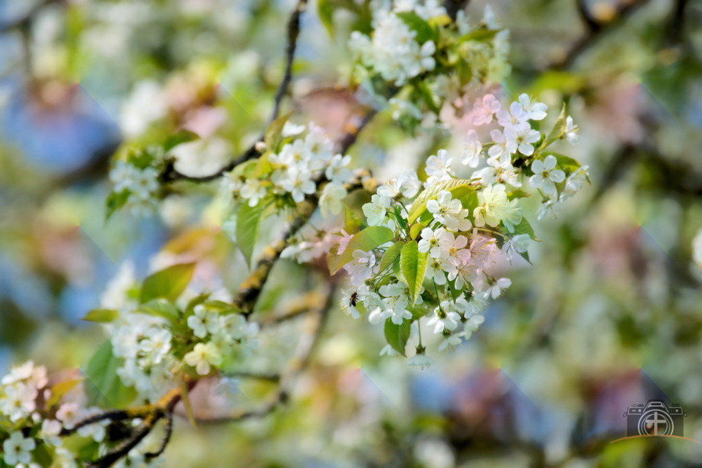 OB-Kirschblüte-0013 | Entdecken Sie eine vielfältige Auswahl individueller Fotos zum Kauf auf picturalux.de. Finden Sie hochwertige Bilder für Ihre Projekte, die Ihre Botschaft perfekt unterstreichen. Stöbern Sie jetzt und verleihen Sie Ihren Inhalten das gewisse Etwas! - Realisiert mit Pictrs.com
