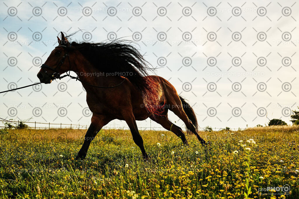 393_202406_Niki-Herodes_NZ9_0410 | proPHOTO - Realisiert mit Pictrs.com