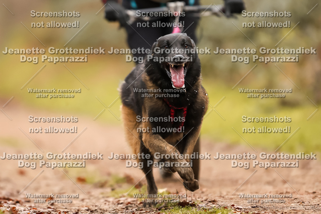 Dog Paparazzi - Speedhunter Mannheim  2025-426 | Dog Paparazzi Jeanette Grottendiek Fotografie & Videografie