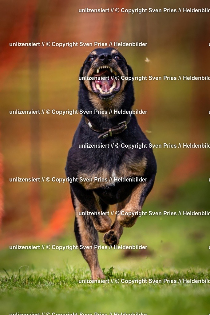 Sven Pries | 2024-09-22 - Hunderennen Baden-BadenPudelverein - Realisiert mit Pictrs.com