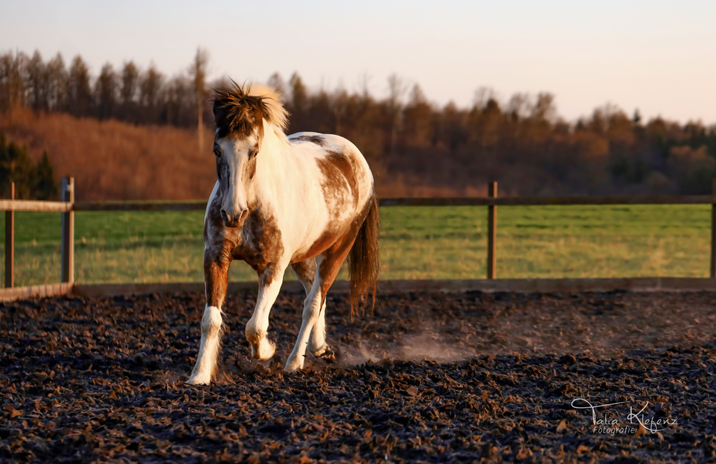 Gismo_PS | Emotionale Pferde- & People-Fotografie rund um Heidelberg, Leimen & Umgebung. Natürliche Fotos von Pferd, Mensch & Familie. Jetzt Termin sichern!