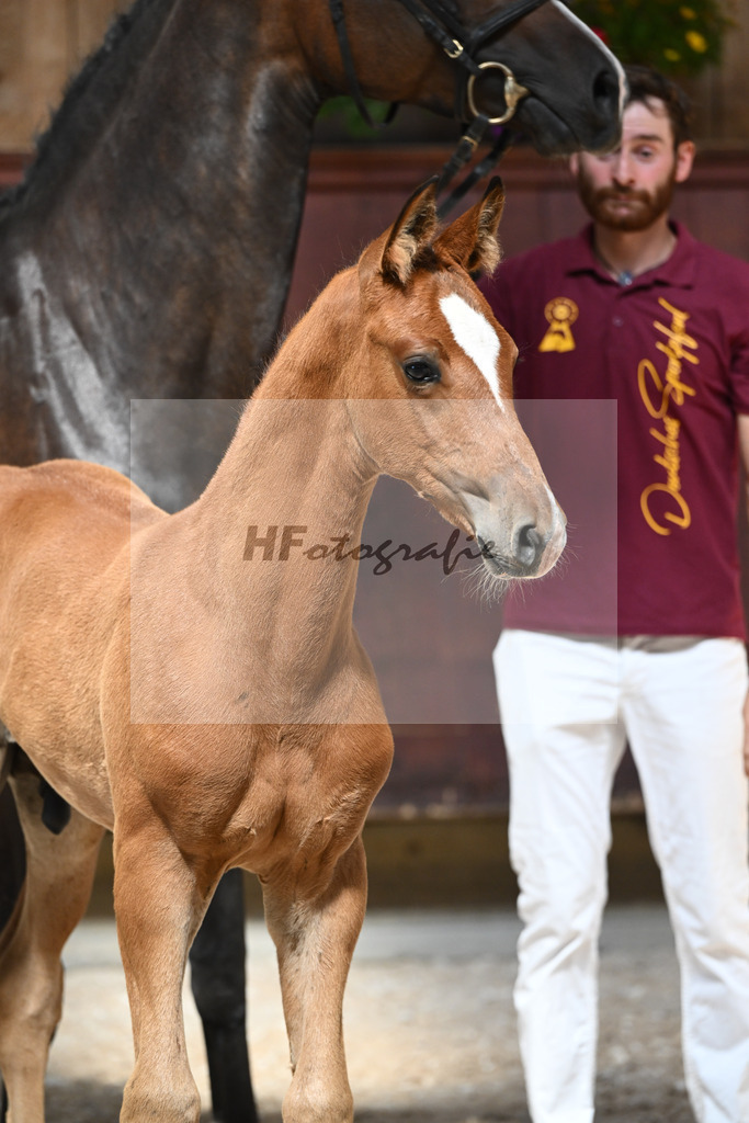 Kat-Nr. 26 HF Chinchero x Coupie_Haarmann_32240156 | hf-fotografie - Realizzato con Pictrs.com