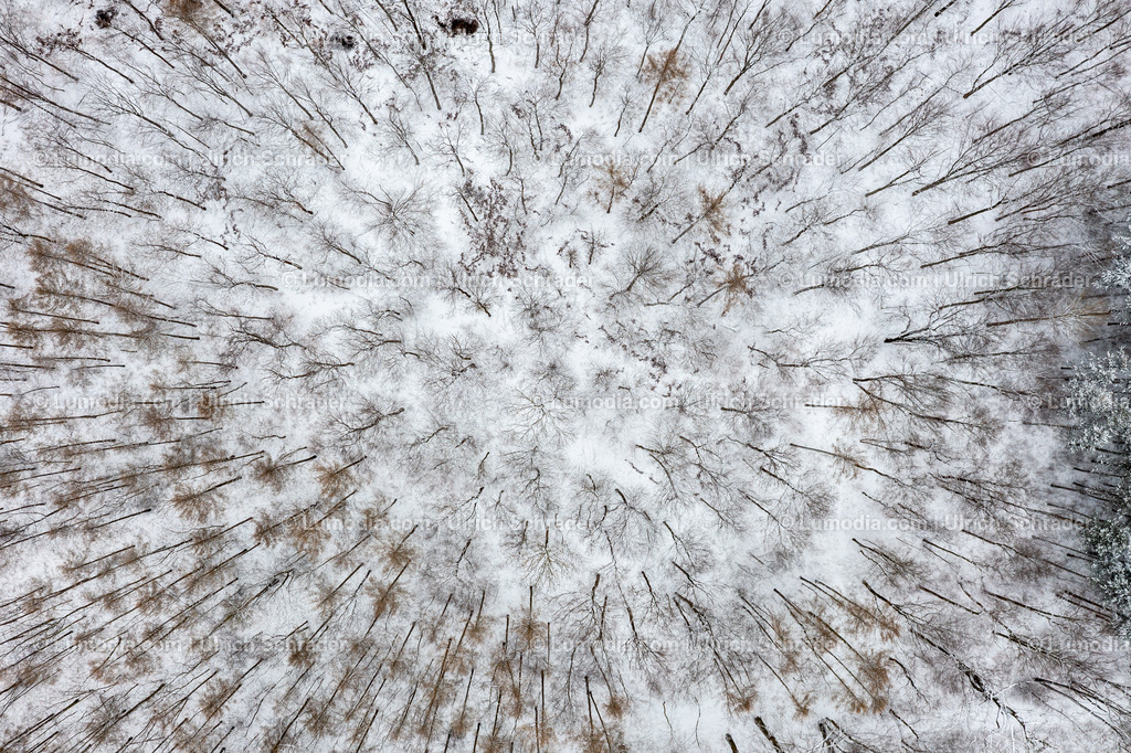 10049-52078 - Winter im Huy | Stockfoto und Bilderpool mit Bildmaterial aus Deutschland, dem Harz, Halberstadt, Quedlinburg, Wernigerode und weltweit. Qualitativ hochwertige und professionelle Fotos anschauen und kaufen. - Realisiert mit Pictrs.com