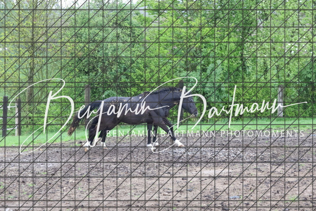 IMG_4249 | Benjamin Bartmann Photomoments