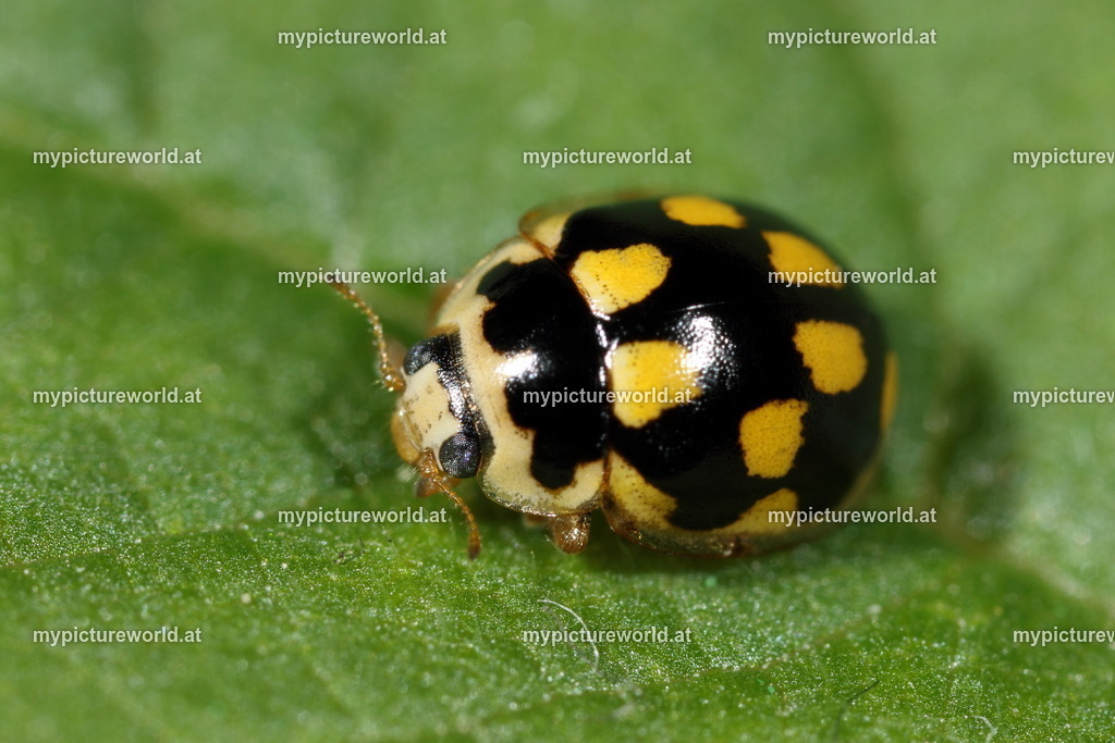 Propylea quatuordecimpunctata-001 | Das Bilderarchiv über Tiere, Planzen und Landschaften. In der Bilddatenbank finden Sie ein große Auswahl an hochwertigen Bilder für Ihre Werbung - Realized with Pictrs.com