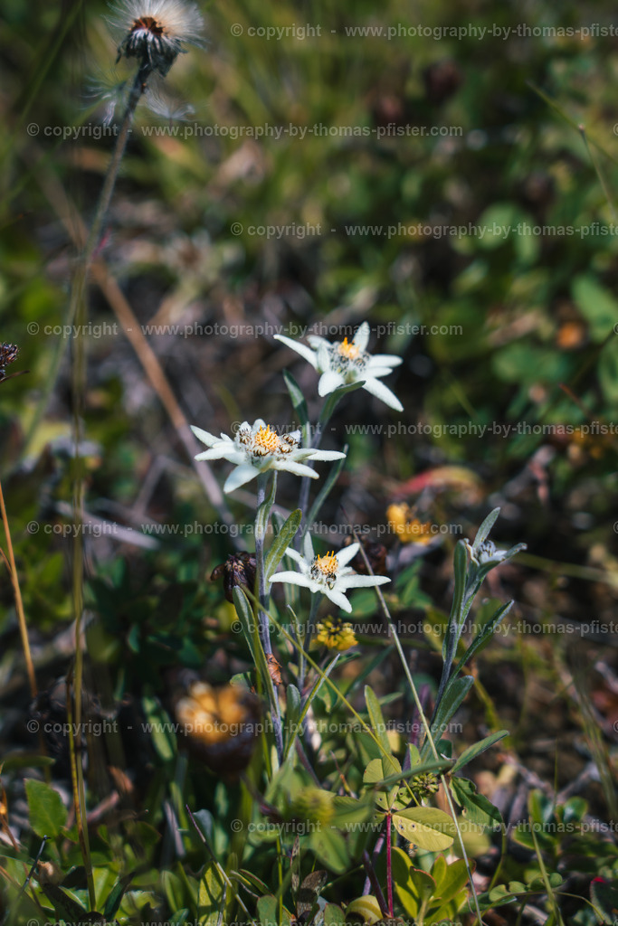  Edelweiss in Gerlos copyright  Thomas Pfister-1 | PHOTOGRAPHY BY THOMAS PFISTER