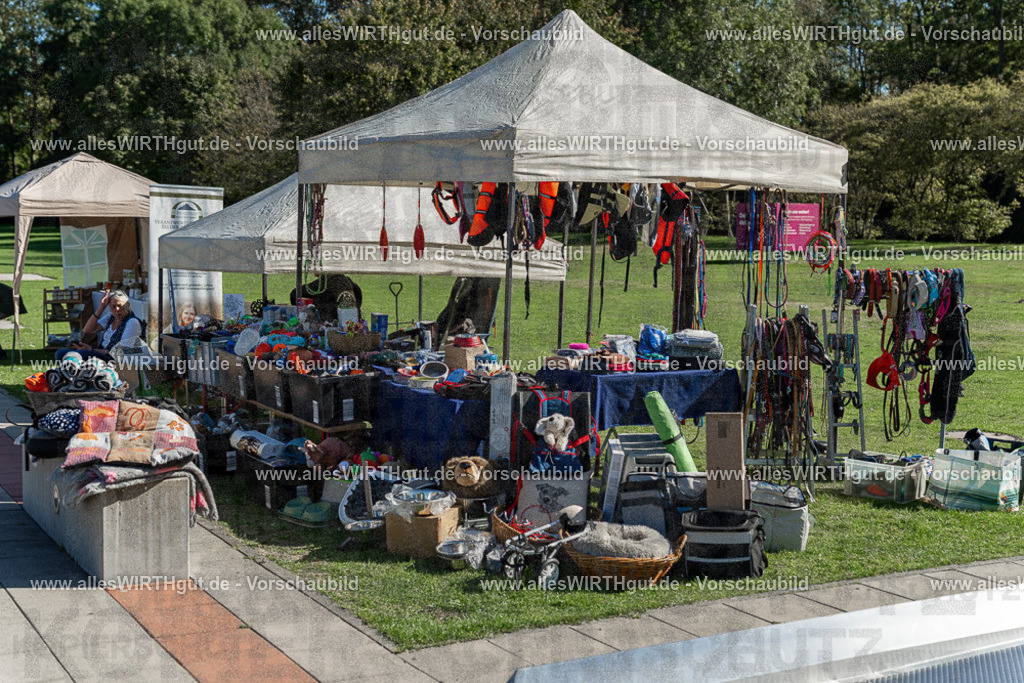 Hundeschwimmen_Volksbad_2026-allesWIRTHgut_Tierfotografie-2609061050-100052-7R509269 | Professionelle Tierfotografie in Mönchengladbach von Daniel Wirth (allesWIRTHgut). Liebevolle & natürliche Bilder von Hunden & Katzen für unvergessliche Erinnerungen.