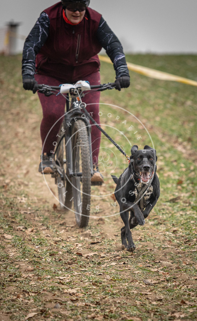 Pfotenfotografie_DV3A2901 | Hundefotografie, Tierfotograf, Pfotenfotografie, Fotoshooting Hund, Hunde Portrait, Hundesport, Hundeportraits, Heideshooting, Hunde, Sportfotograf, Hundefotograf, Turnierhundsport, THS,  - Realisiert mit Pictrs.com
