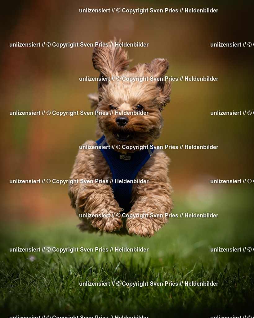 Sven Pries | 2025-04-13 - Hunderennen Baden-Baden - Realisiert mit Pictrs.com