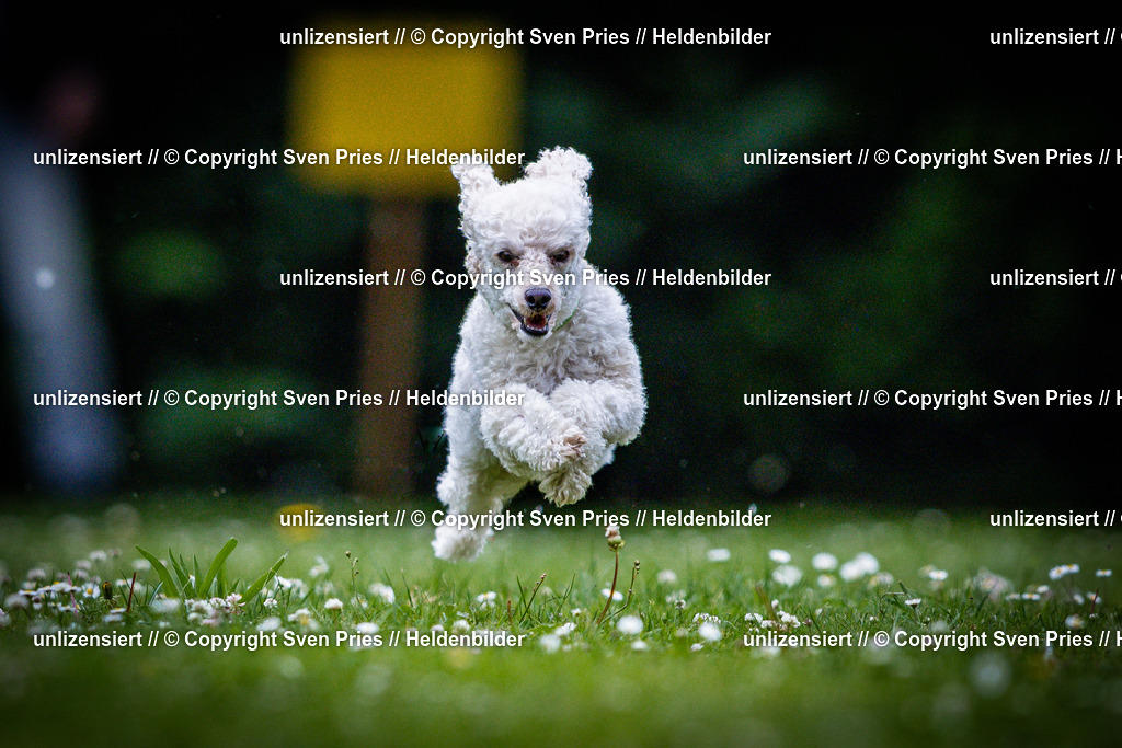 Sven Pries | 2025-05-29 - Pudelrennen KA-Durlach - Realisiert mit Pictrs.com