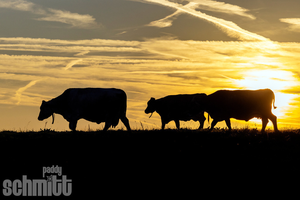 PS-Tiere-2026-67 | Entdecke die größte Bildgalerie der Region mit Fotografien aus dem Allgäu, der Bodenseeregion, Oberschwaben, dem Donautal und der Schwäbischen Alb. Landschaften, Luftaufnahmen und Reisefotografie als Wandbild und Fotokunst. - Realisiert mit Pictrs.com