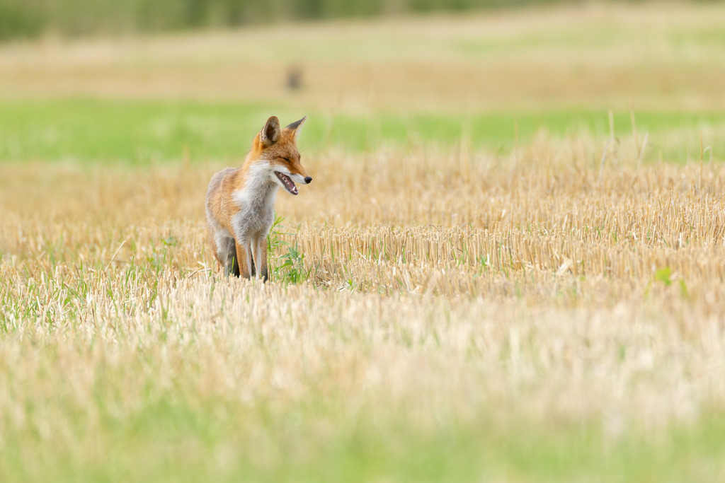 Der Fuchs | Der Rotfuchs (Vulpes vulpes) ist das am weitesten verbreitete Raubtier in Mitteleuropa und hat sich dank seiner erstaunlichen Anpassungsfähigkeit in nahezu allen Lebensräumen etabliert, von dichten Wäldern bis hin zu städtischen Gebieten. Er gehört zur Familie der Hundeartigen, weist aber mit seinen schlitzförmigen Pupillen und der Art, wie er mit seiner Beute spielt, auch katzenartige Züge auf. Der Fuchs ist ein geschickter Jäger und wird nicht umsonst als „schlau wie ein Fuchs“ bezeichnet. - Realisiert mit Pictrs.com
