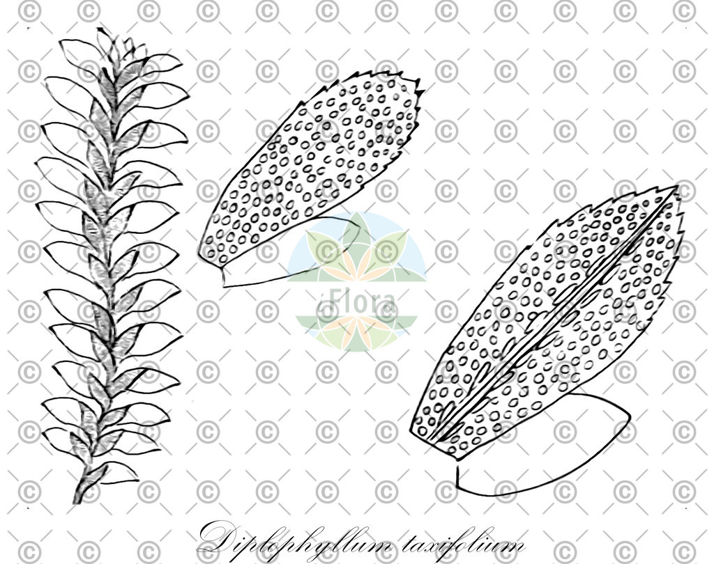 HistAbb_wfo-0001124212_1_ENZY_Simple | Historische Abbildung von Diplophyllum taxifolium - Scapaniaceae | Historical Illustration of Diplophyllum taxifolium - Scapaniaceae