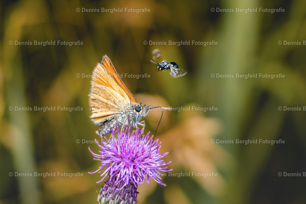 Dickkopffalter auf Distel | Entdecken Sie Natur, Makro und Tierfotografie von Dennis Bergfeld.Besondere Momente und Details der Natur, hochwertig als Foto und Wandbild erhältlich. - Realisiert mit Pictrs.com