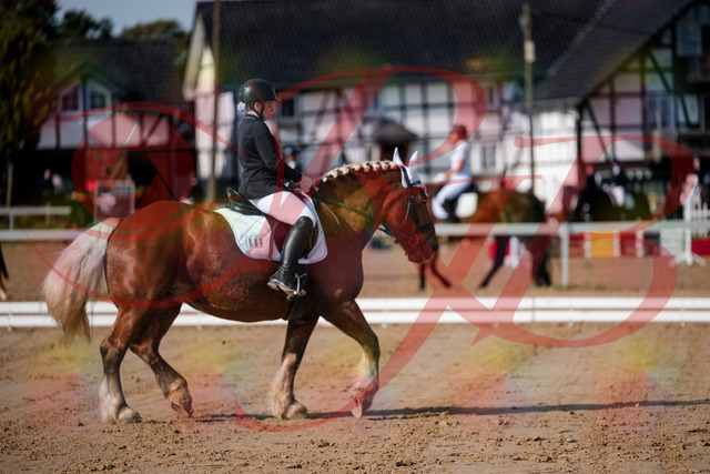2026_10_03_Siefer-Hof_114135_Z63_22554511 | Professionelle Reitsport-, Turnier- und Eventfotografie von Robert Broda. Galerien mit ausgewählten und bearbeiteten Bildern direkt online ansehen und bestellen.
