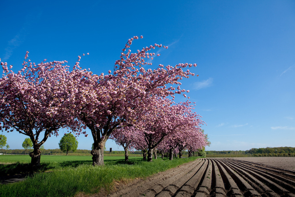 130505-010 | Europa, DEU, Deutschland, Nordrhein Westfalen, NRW, Rheinland, Niederrhein, Nettetal-Leuth, Fruehling, Baeume, Allee, Baumallee, Kirschen, Kirschbaumbluete, Kategorien und Themen, Natur, Umwelt, Landschaft, Jahreszeiten, Stimmungen, Landschaftsfotografie, Landschaften, Landschaftsphoto, Landschaftsphotographie, 

[Fuer die Nutzung gelten die jeweils gueltigen Allgemeinen Liefer-und Geschaeftsbedingungen. Nutzung nur gegen Verwendungsmeldung und Nachweis. Download der AGB unter http://www.image-box.com oder werden auf Anfrage zugesendet. Freigabe ist vorher erforderlich. Jede Nutzung des Fotos ist honorarpflichtig gemaess derzeit gueltiger MFM Liste - Kontakt, Uwe Schmid-Fotografie, Duisburg, Tel. (+49).2065.677997, archiv@image-box.com, www.image-box.com] - Realisiert mit Pictrs.com