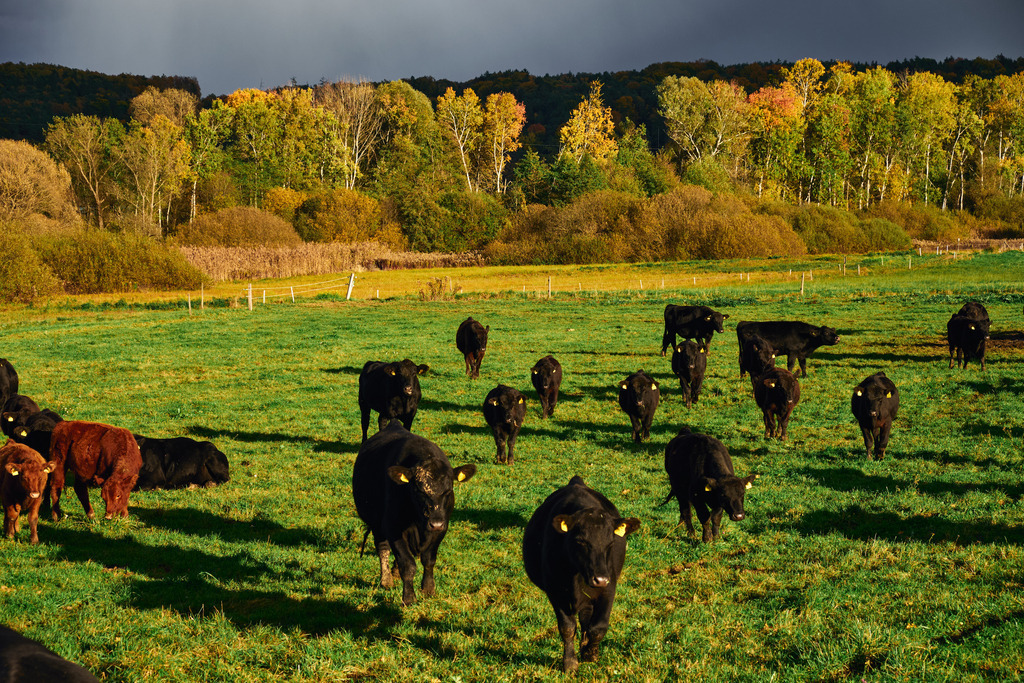 Zickentaler Moorochse  | Rohr, Austria - October 24, 2025: Zickentaler Moorochsen in der Landschaft. - Realisiert mit Pictrs.com