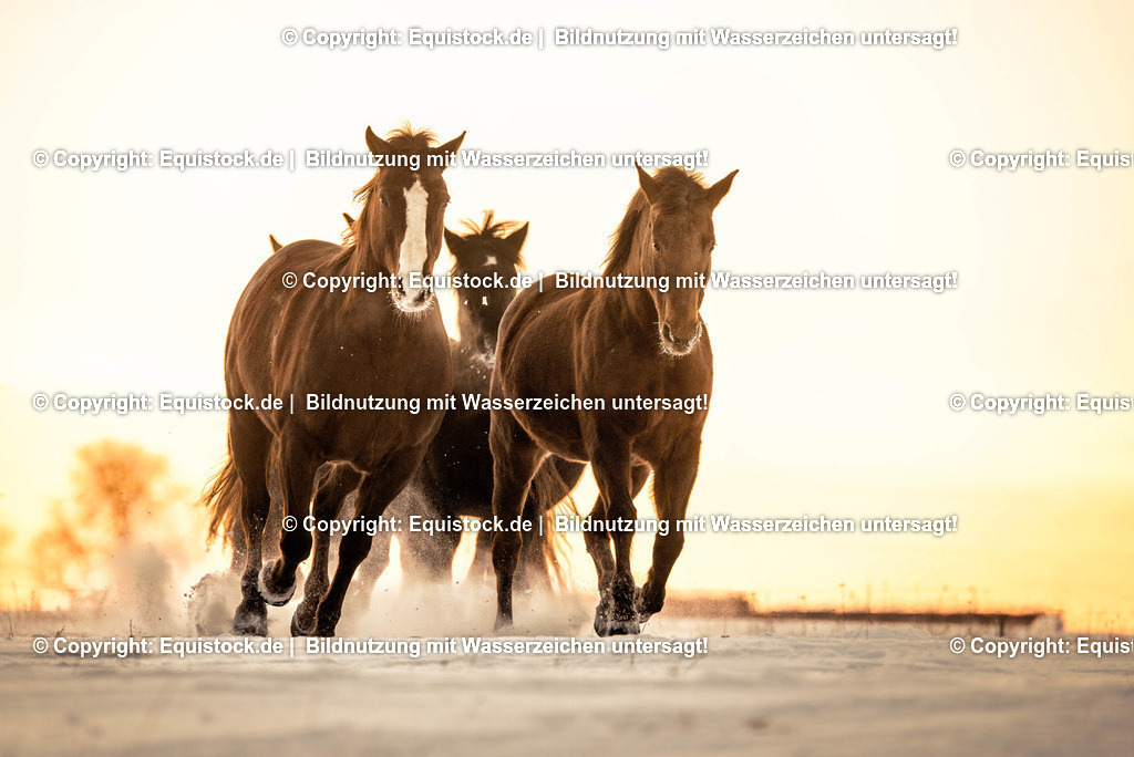 TS_20170106_Pferdeherde_im_Schnee_0004 | Foto: Thomas Hartig
