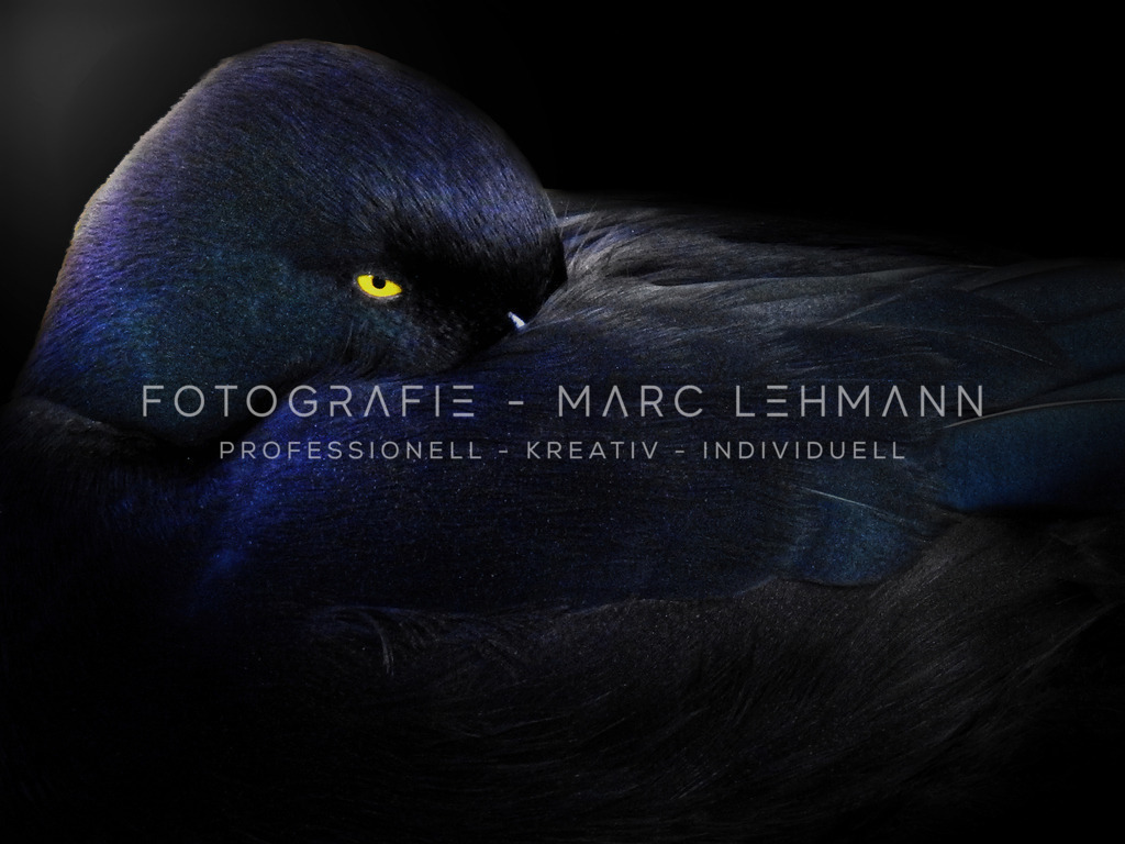 Im Auge der Ente | Im Auge der Ente - Realisiert mit Pictrs.com