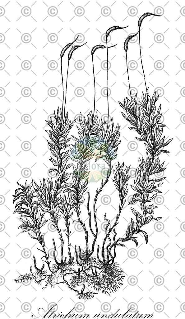 HistAbb_wfo-0001192448_3_ENZY_Simple | Historische Abbildung von Atrichum undulatum - Polytrichaceae | Historical Illustration of Atrichum undulatum - Polytrichaceae