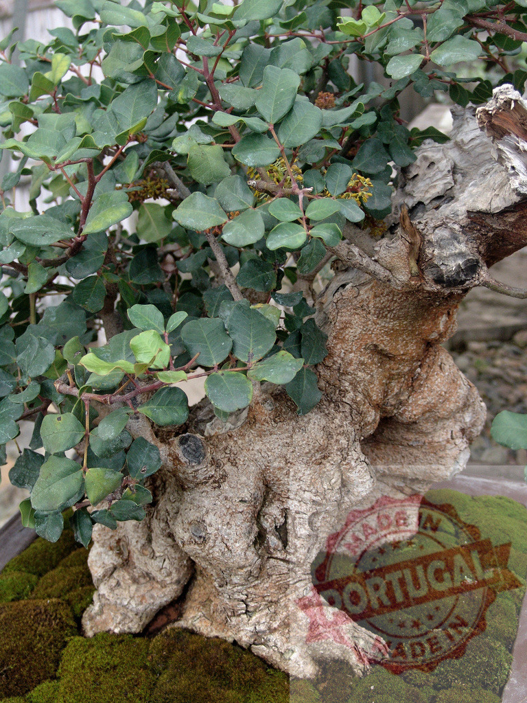 Carob tree bonsai showing gnarled trunk and green leaves | Carob tree bonsai growing in a pot, surrounded by lush green moss - Realisiert mit Pictrs.com