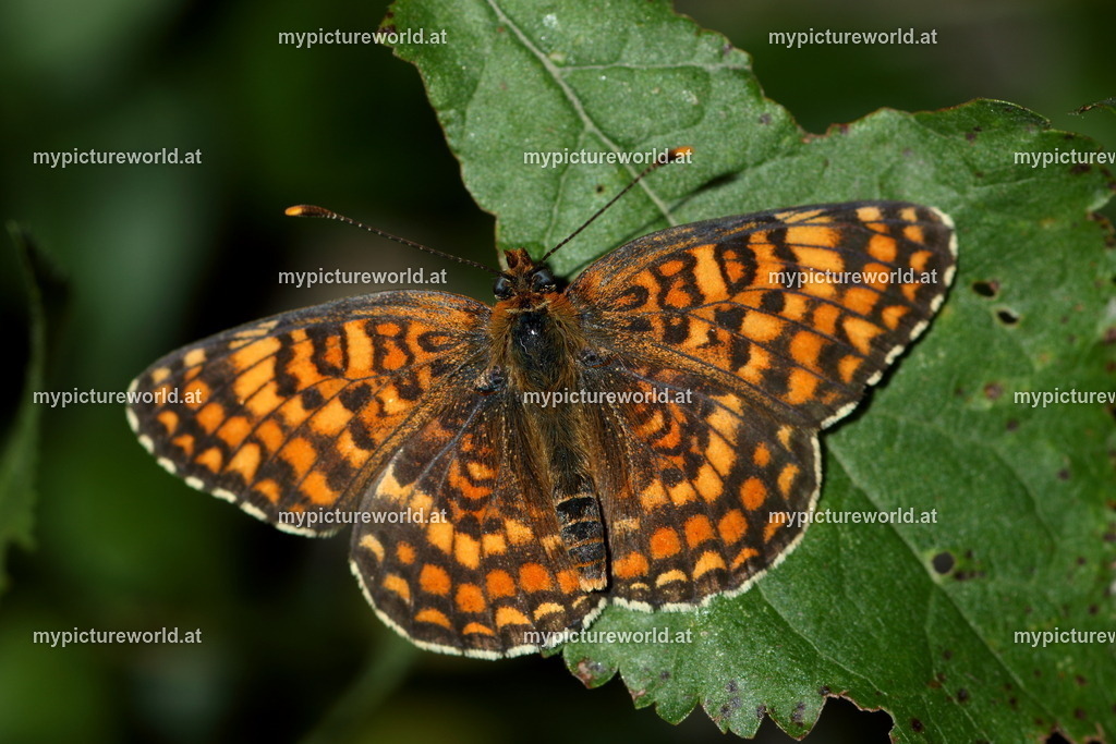 Melitaea phoebe-015 | Das Bilderarchiv über Tiere, Planzen und Landschaften. In der Bilddatenbank finden Sie ein große Auswahl an hochwertigen Bilder für Ihre Werbung - Realisiert mit Pictrs.com