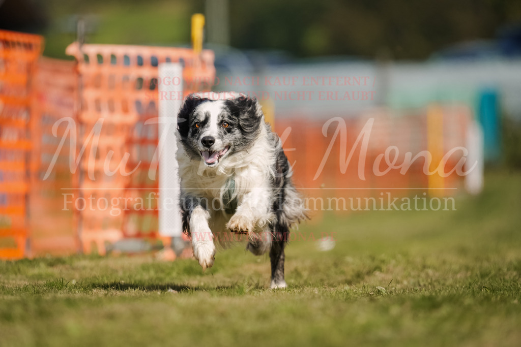 20250928_Hunderennen-449 | MuT (Mensch und Tier) mit Mona - Fotografie und Tierkommunikation - Realisiert mit Pictrs.com