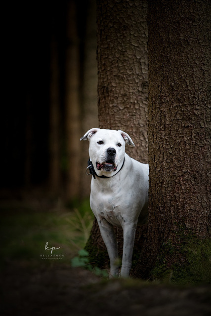 DSC_2726-Bearbeitet_web | Augenblicke kommen und gehen, Erinnerungen bleiben. Als Tierfotografin schaffe ich liebevolle Erinnerungen an unsere tierischen Familienmitglieder, ohne Stress und Druck.
Buchbar für den Raum München und Landkreis Dachau  - Realisiert mit Pictrs.com