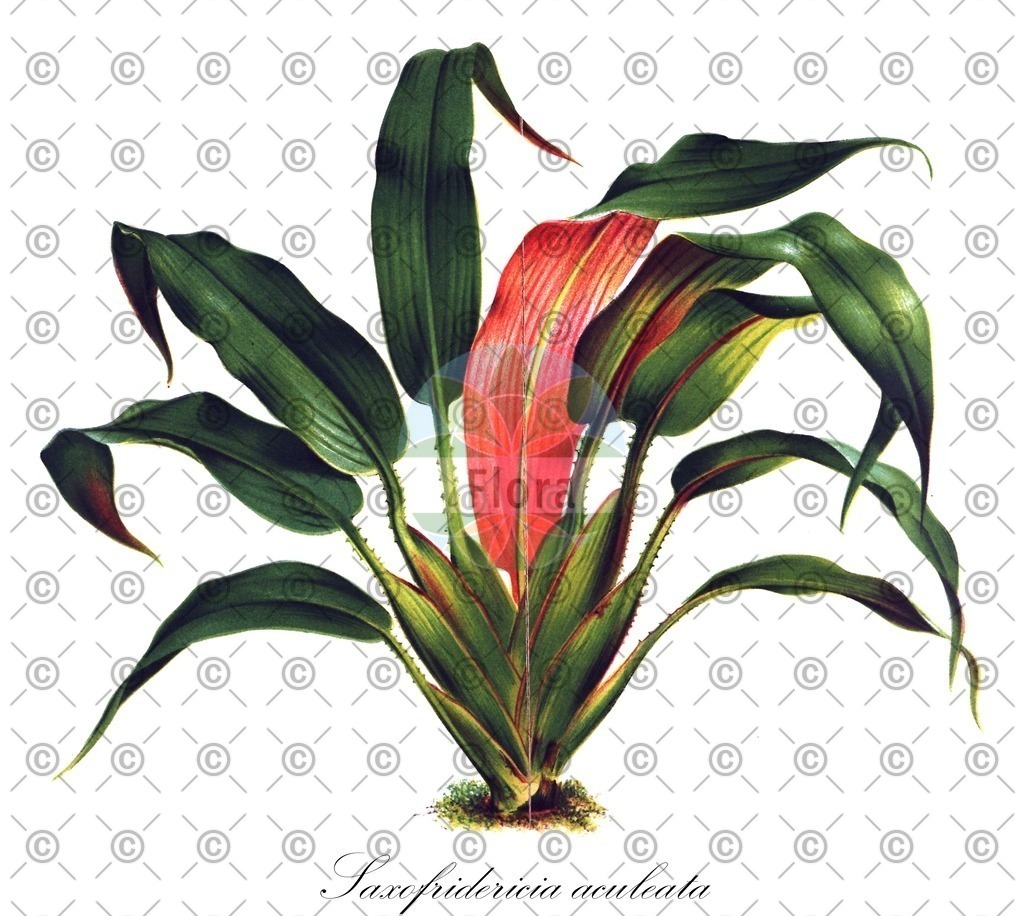 HistAbb_wfo-0000737790_1_ENZY_Simple | Historische Abbildung von Saxofridericia aculeata - Rapateaceae | Historical Illustration of Saxofridericia aculeata - Rapateaceae