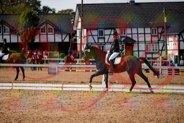 2026_10_03_Siefer-Hof_132357_Z63_86230879 | Professionelle Reitsport-, Turnier- und Eventfotografie von Robert Broda. Galerien mit ausgewählten und bearbeiteten Bildern direkt online ansehen und bestellen.