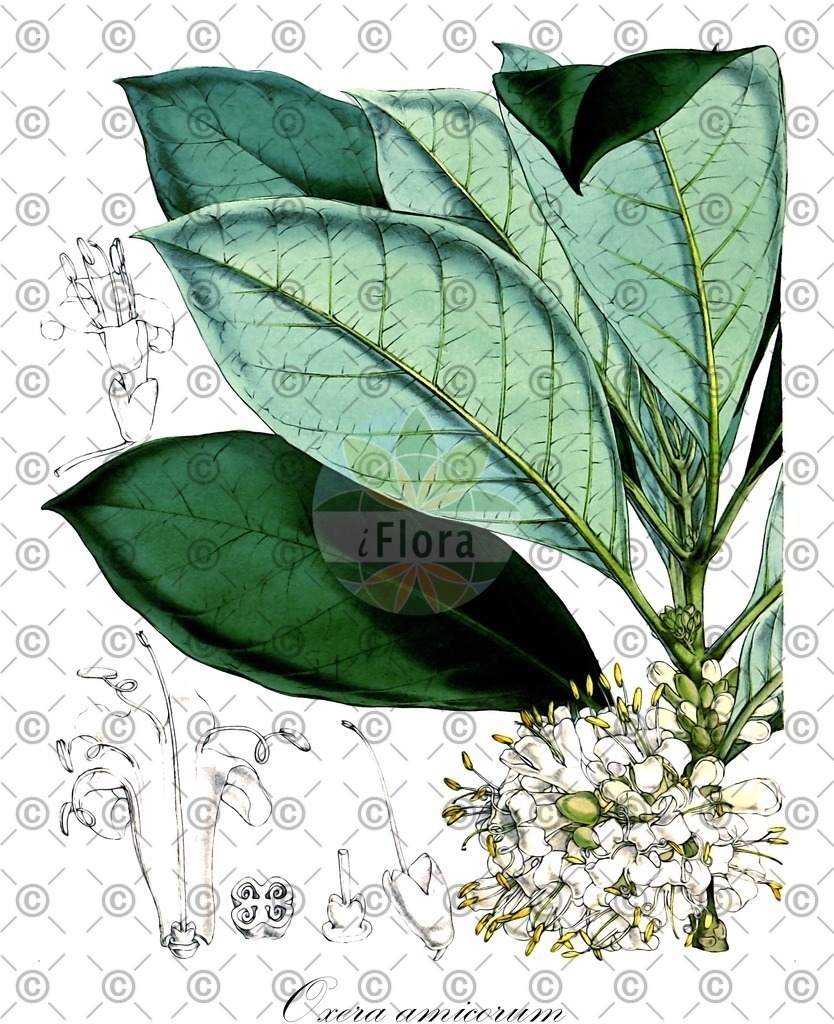 HistAbb_wfo-0001221609_1_ENZY_Simple | Historische Abbildung von Oxera amicorum - Lamiaceae | Historical Illustration of Oxera amicorum - Lamiaceae