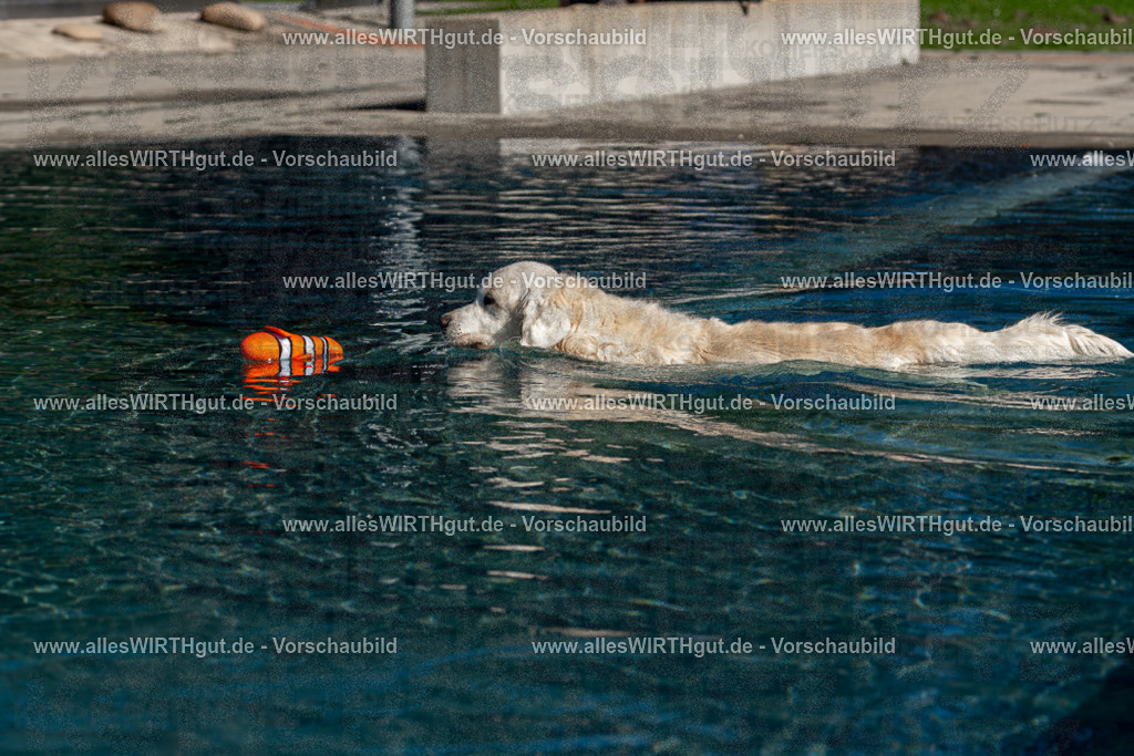 Hundeschwimmen_Volksbad_2026-allesWIRTHgut_Tierfotografie-2609061058-FAY06067 | Professionelle Tierfotografie in Mönchengladbach von Daniel Wirth (allesWIRTHgut). Liebevolle & natürliche Bilder von Hunden & Katzen für unvergessliche Erinnerungen.