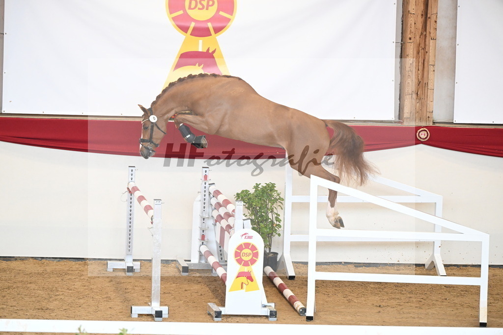 Kat.-Nr. 1 v. Balou du Rouet_Kastner-Schöpe_2250964 | hf-fotografie - Realizzato con Pictrs.com