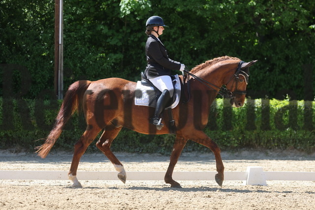 Böblingen_2025_Prfg.Nr.08_Dressurprüfung_Kl.M_Nürnberger Burgpokal_Maja Schurr_Dux 293 (1) | Alle Fotos der Reiterjournal Fotografin Doris Matthaes im Reiterjournal Online-Fotoshop. - Realisiert mit Pictrs.com