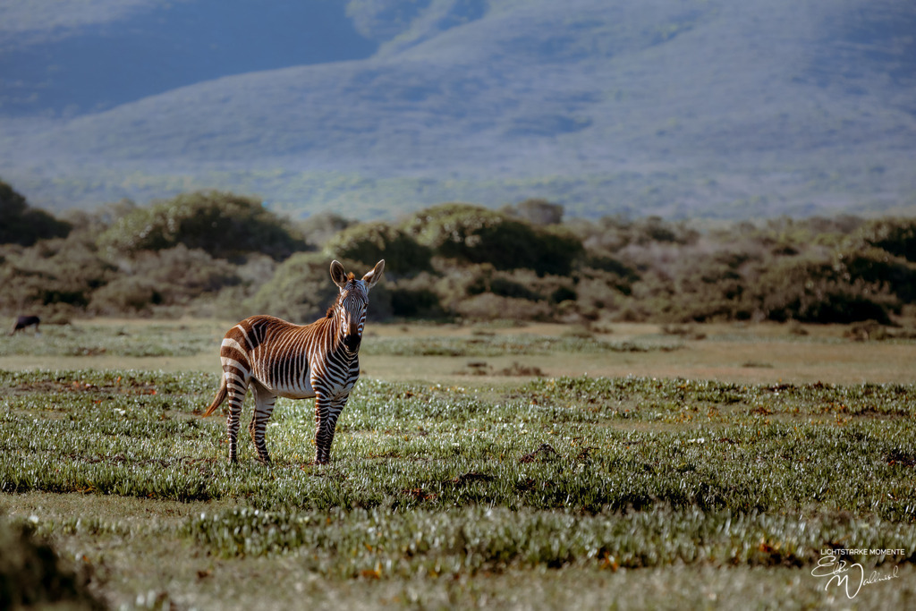 20231001-162944 SOUTHAFRIKA_-1 | Herzlich willkommen auf meiner Seite! Ich bin Elke Wallnisch, Deine Fotografin für lichtstarke Momente. Der Name steht für alles, was mich mit der Fotografie verbindet: Das Licht und seine machtvolle Wirkung auf eine Situation oder unsere Stimmung - Realisiert mit Pictrs.com