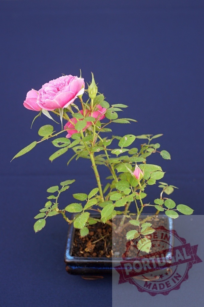 Pink miniature rose flowering in a small bonsai pot | Miniature pink rose plant blooming with buds in a ceramic bonsai pot - Realized with Pictrs.com