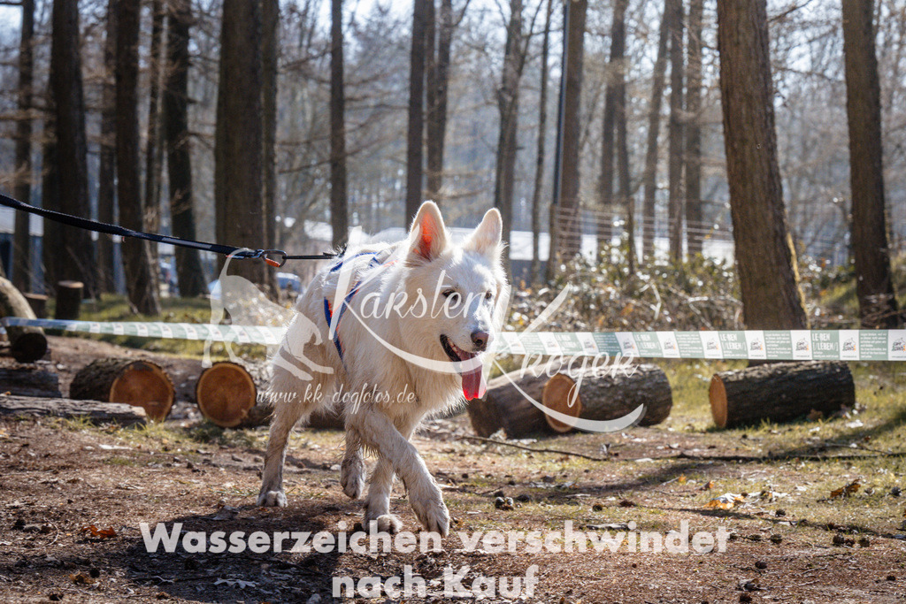1335_ZZ95750 | kk-dogfotos