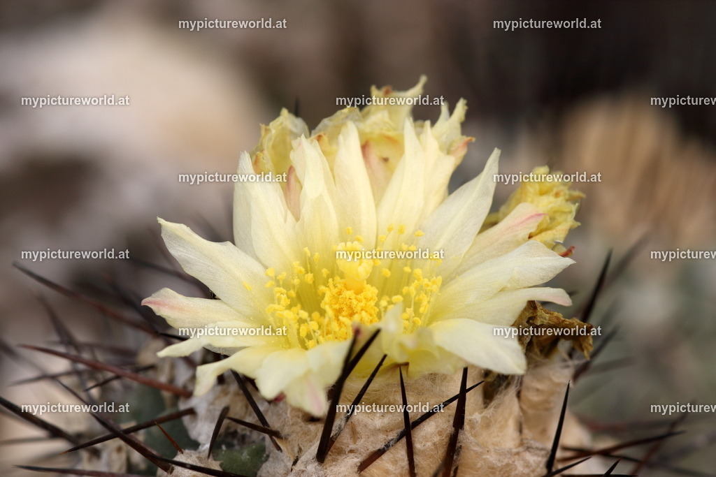 Copiapoa mollicula-001 | Das Bilderarchiv über Tiere, Planzen und Landschaften. In der Bilddatenbank finden Sie ein große Auswahl an hochwertigen Bilder für Ihre Werbung - Realisiert mit Pictrs.com