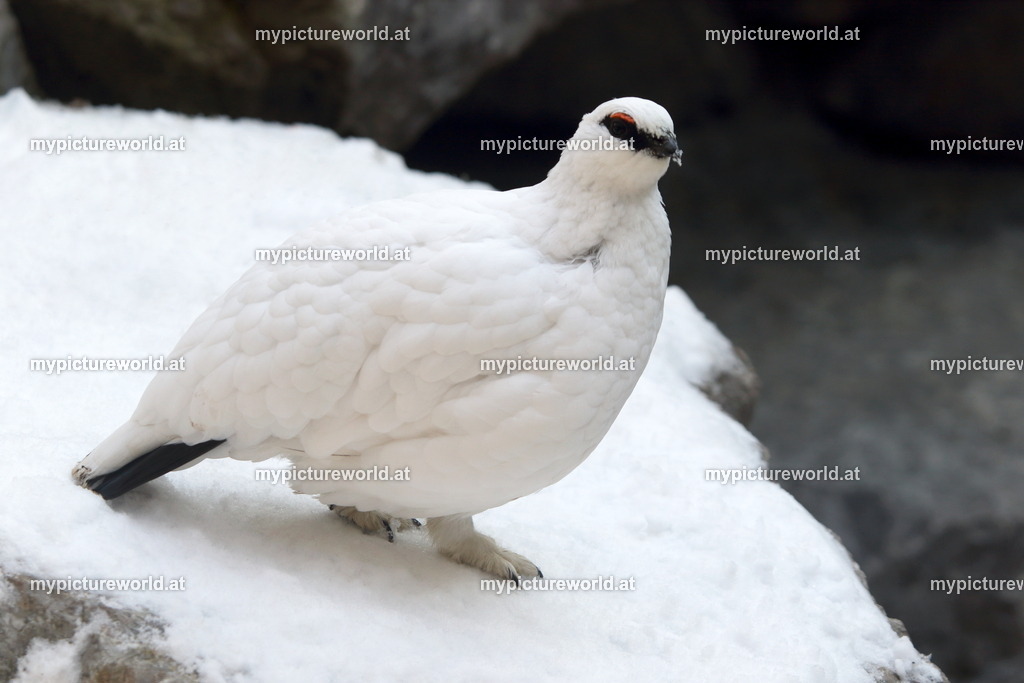 Alpenschneehuhn-005 | Das Bilderarchiv über Tiere, Planzen und Landschaften. In der Bilddatenbank finden Sie ein große Auswahl an hochwertigen Bilder für Ihre Werbung - Realisiert mit Pictrs.com