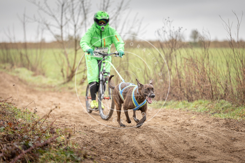 DV3A9418 | Hundefotografie, Tierfotograf, Pfotenfotografie, Fotoshooting Hund, Hunde Portrait, Hundesport, Hundeportraits, Heideshooting, Hunde, Sportfotograf, Hundefotograf, Turnierhundsport, THS,  - Realisiert mit Pictrs.com