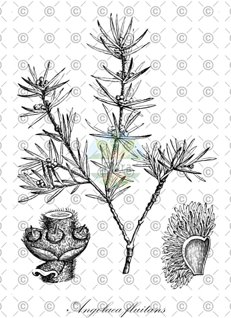 HistAbb_wfo-0000536542_123_ENZY_Simple | Historische Abbildung von Angolaea fluitans - Podostemaceae | Historical Illustration of Angolaea fluitans - Podostemaceae