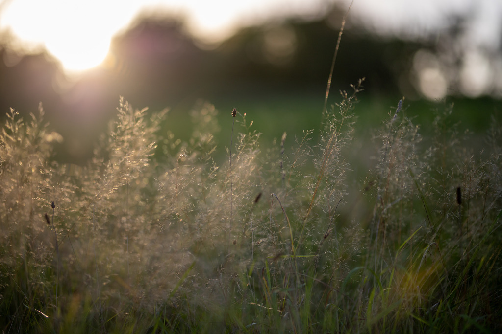 IMG_4763 | ehrlichefotos - Realisiert mit Pictrs.com