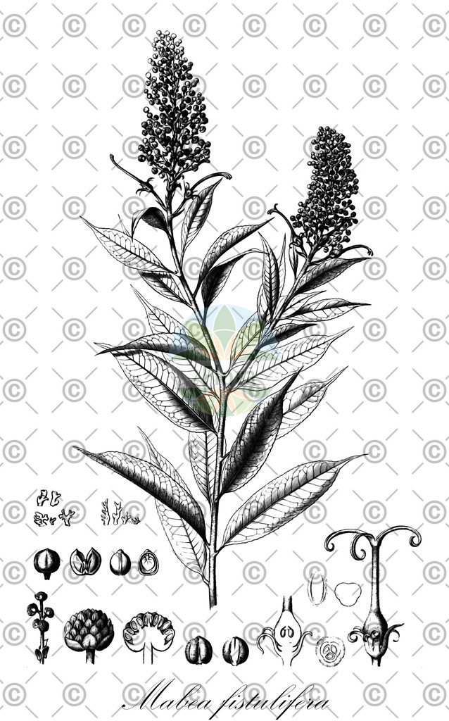 HistAbb_wfo-0000452230_2_ENZY_Simple | Historische Abbildung von Mabea fistulifera - Euphorbiaceae | Historical Illustration of Mabea fistulifera - Euphorbiaceae