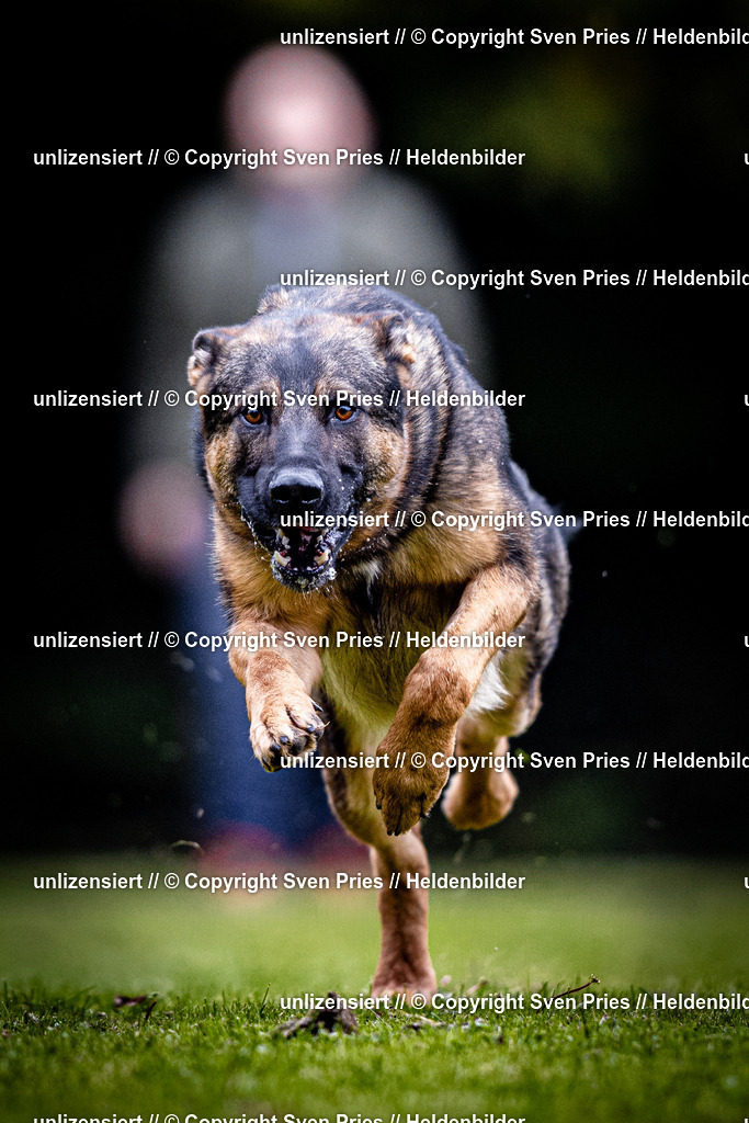 Sven Pries | 2025-10-03 - Hunderennen Obergrombach - Realisiert mit Pictrs.com