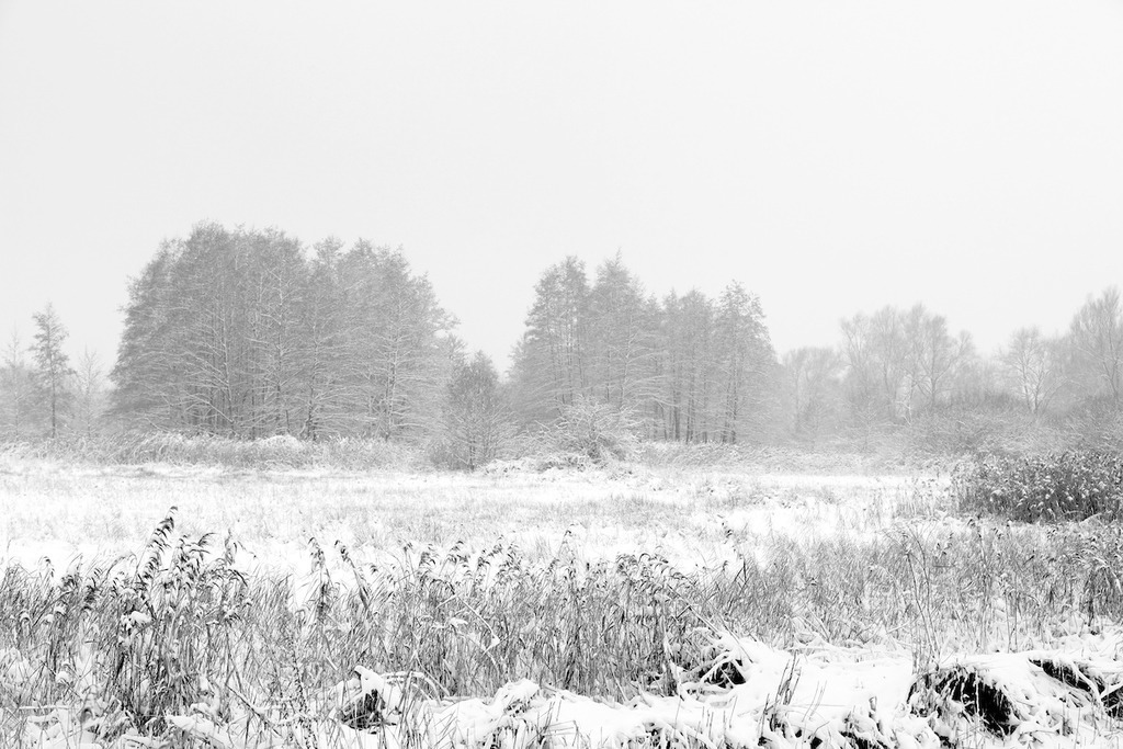 101219-215 | Europa, DEU, Deutschland, Nordrhein Westfalen, NRW, Rheinland, Niederrhein, Kranenburg, De Gelderse Poort, Naturschutzgebiet Dueffel, Kranenburger Bruch, Winter, Schnee, Kategorien und Themen, Natur, Umwelt, Landschaft, Jahreszeiten, Stimmungen, Landschaftsfotografie, Landschaften, Landschaftsphoto, Landschaftsphotographie, Naturschutz, Naturschutzgebiete, Landschaftsschutz, Biotop, Biotope, Landschaftsschutzgebiete, Landschaftsschutzgebiet, Oekologie, Oekologisch, Typisch, Landschaftstypisch, Landschaftspflege

[Fuer die Nutzung gelten die jeweils gueltigen Allgemeinen Liefer-und Geschaeftsbedingungen. Nutzung nur gegen Verwendungsmeldung und Nachweis. Download der AGB unter http://www.image-box.com oder werden auf Anfrage zugesendet. Freigabe ist vorher erforderlich. Jede Nutzung des Fotos ist honorarpflichtig gemaess derzeit gueltiger MFM Liste - Kontakt, Uwe Schmid-Fotografie, Duisburg, Tel. (+49).2065.677997, 
archiv@image-box.com, www.image-box.com] - Realisiert mit Pictrs.com