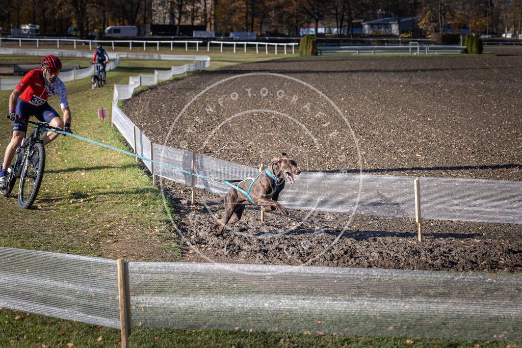 CaniXpix_DV3A6141 | Hundefotografie, Tierfotograf, Pfotenfotografie, Fotoshooting Hund, Hunde Portrait, Hundesport, Hundeportraits, Heideshooting, Hunde, Sportfotograf, Hundefotograf, Turnierhundsport, THS,  - Realisiert mit Pictrs.com