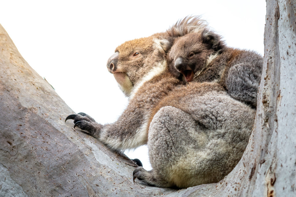 Koala | christophschaarschmidt - Realisiert mit Pictrs.com