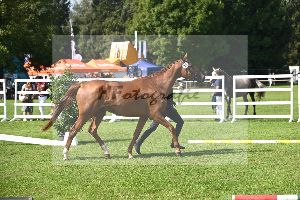 Kat-Nr. 18 Zauberwald_Bray_34240472 | hf-fotografie - Realisiert mit Pictrs.com